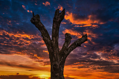 Silhouette tree against sky during sunset