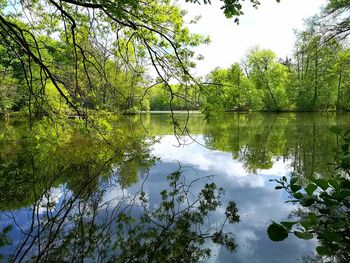 Scenic view of lake in forest against sky