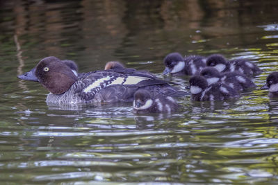 Ducks in lake