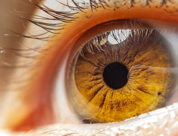 Close-up of human eye