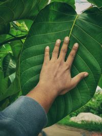 Close-up of hand holding leaves