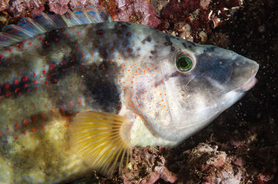 Close-up of fish swimming in sea