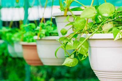 Close-up of potted plant