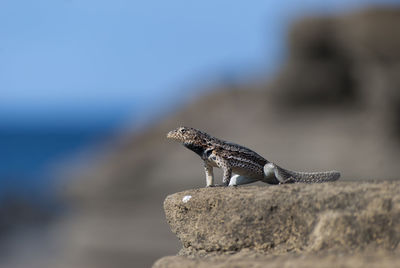 Close-up of lizard on rock