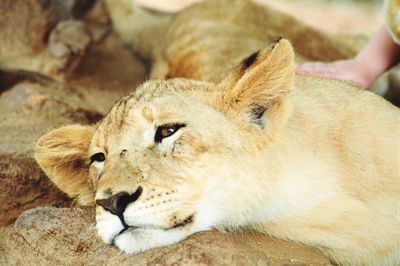 Close-up of lion cub resting on rock at zoo