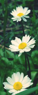 Close-up of daisy flowers