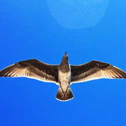 Low angle view of eagle flying against clear blue sky