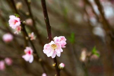 Close-up of pink flowers