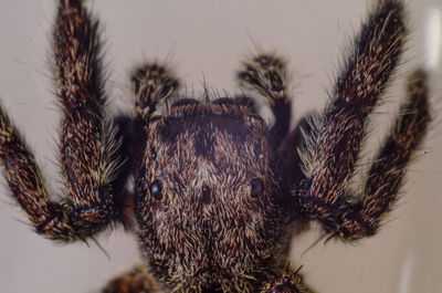 Close-up of spider