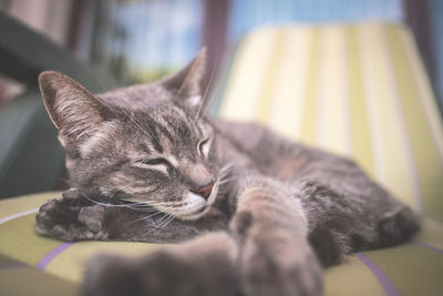 Close-up of cat relaxing