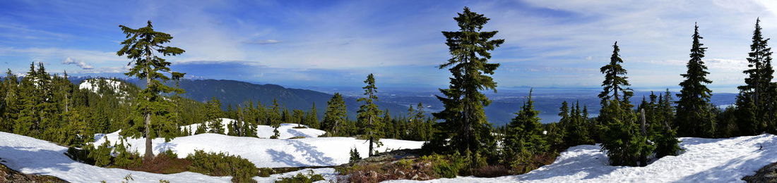 Panoramic view of pine trees on snowcapped mountain against sky