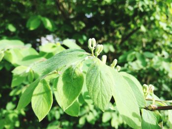 Close-up of green leaves on plant