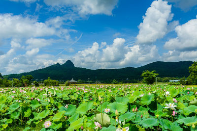 agriculture