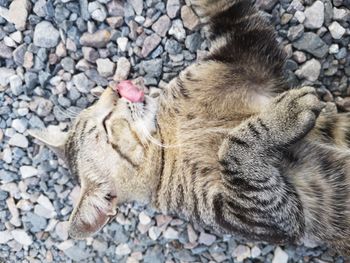 High angle view of cat sleeping