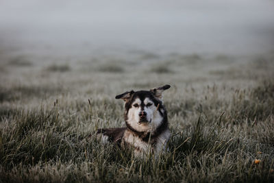 Close-up of dog on grassy field