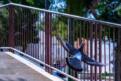 Close-up of bird flying against railing