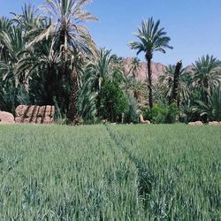 View of palm trees in field