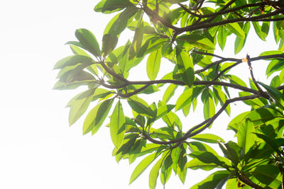 Low angle view of leaves against sky