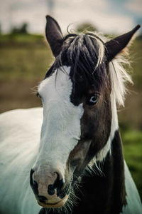 Close-up of a horse