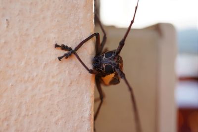 Close-up of spider on wall