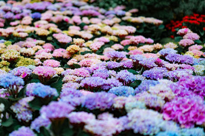 Close-up of purple flowering plants