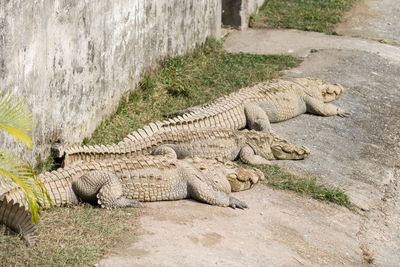 Close-up of crocodile