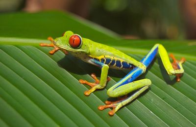 Close-up of frog on plant