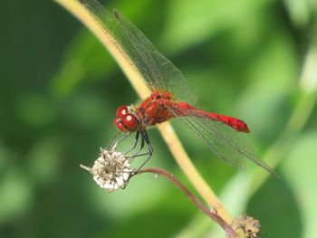 Close-up of red dragonfly