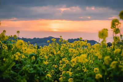 Scenic view of oilseed rape field against sky during sunset