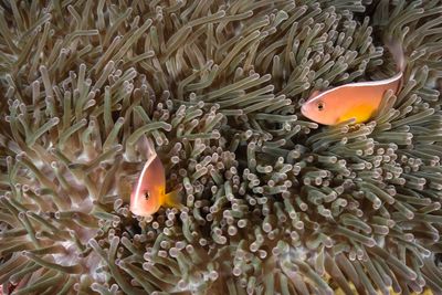 Close-up of fish in sea