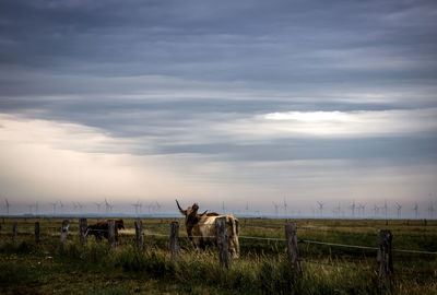 Horse grazing on field against sky