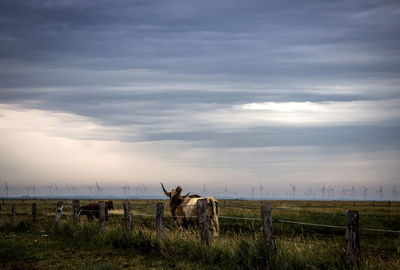 A bull on a pasture stretches its horns to the sky, in the background is a distant wind farm