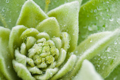 Full frame shot of fruit