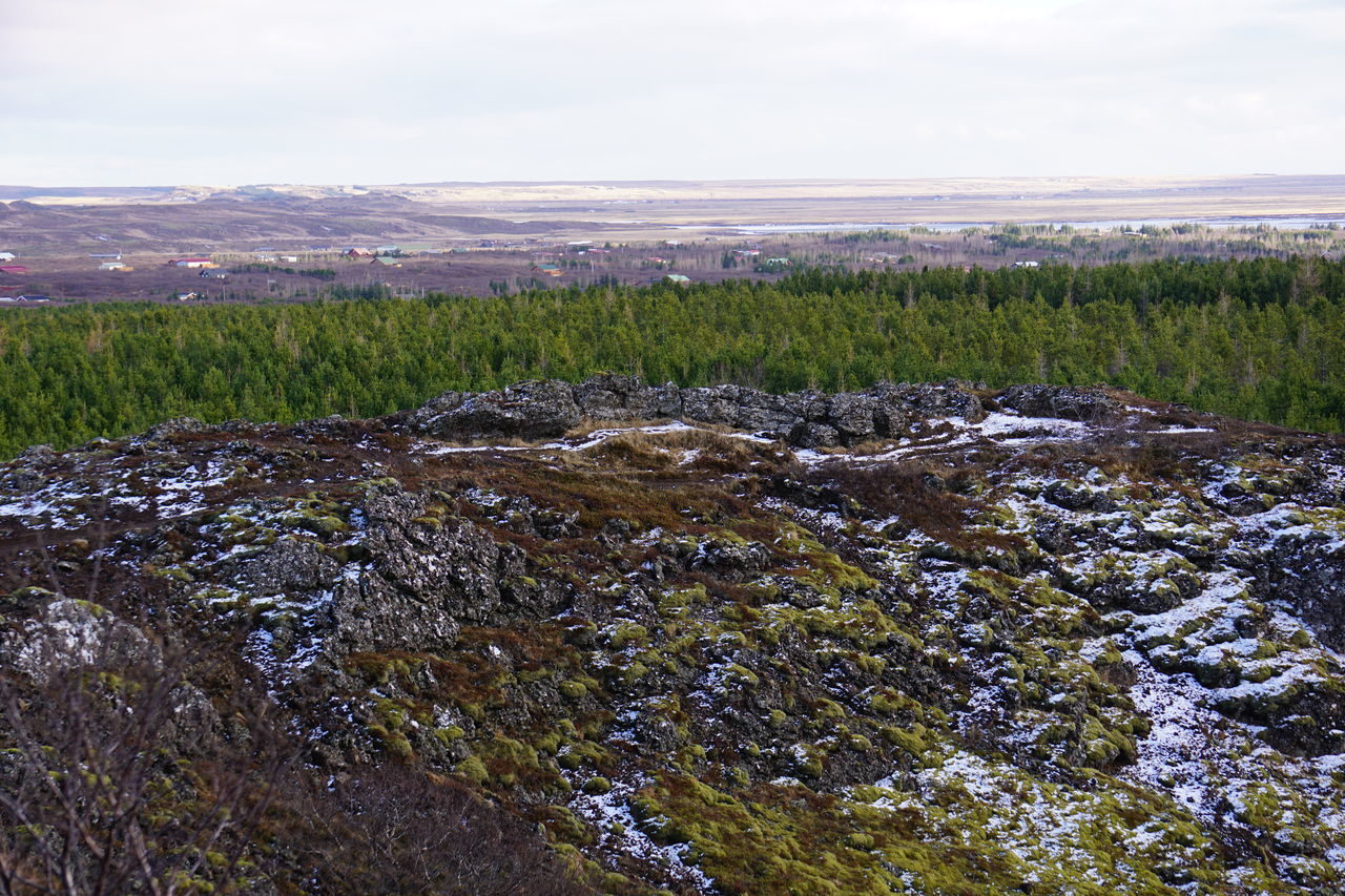 PLANTS GROWING ON LAND