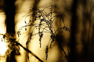 Close-up of grass against sky