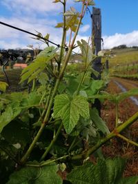 Close-up of plants growing on field against sky