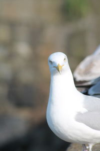 Portrait of a seagull with a disdainful look.
