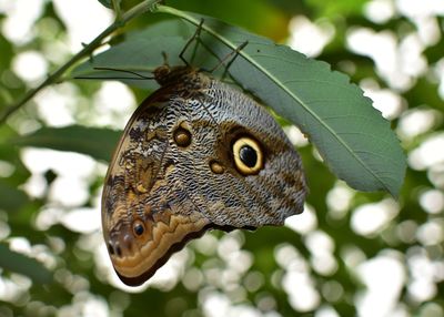 Close-up of butterfly
