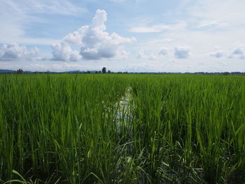 Scenic view of agricultural field against sky