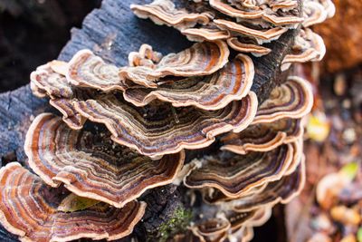 Close-up of firewood