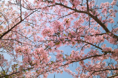 Low angle view of pink flowering tree