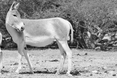 Side view of a donkey on field