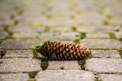 Close-up of pine cone on street
