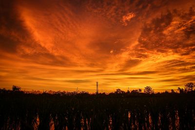 Silhouette plants on field against sky during sunset