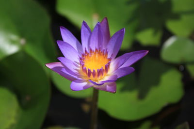 Close-up of purple water lily