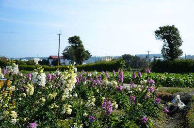 Purple flowering plants on field against sky