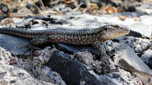 Close-up of lizard on rock