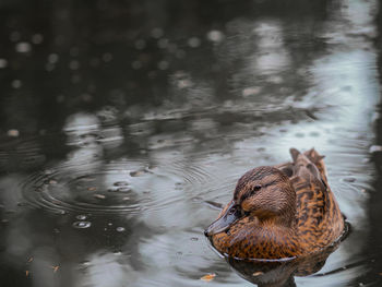 High angle view of duck swimming in lake