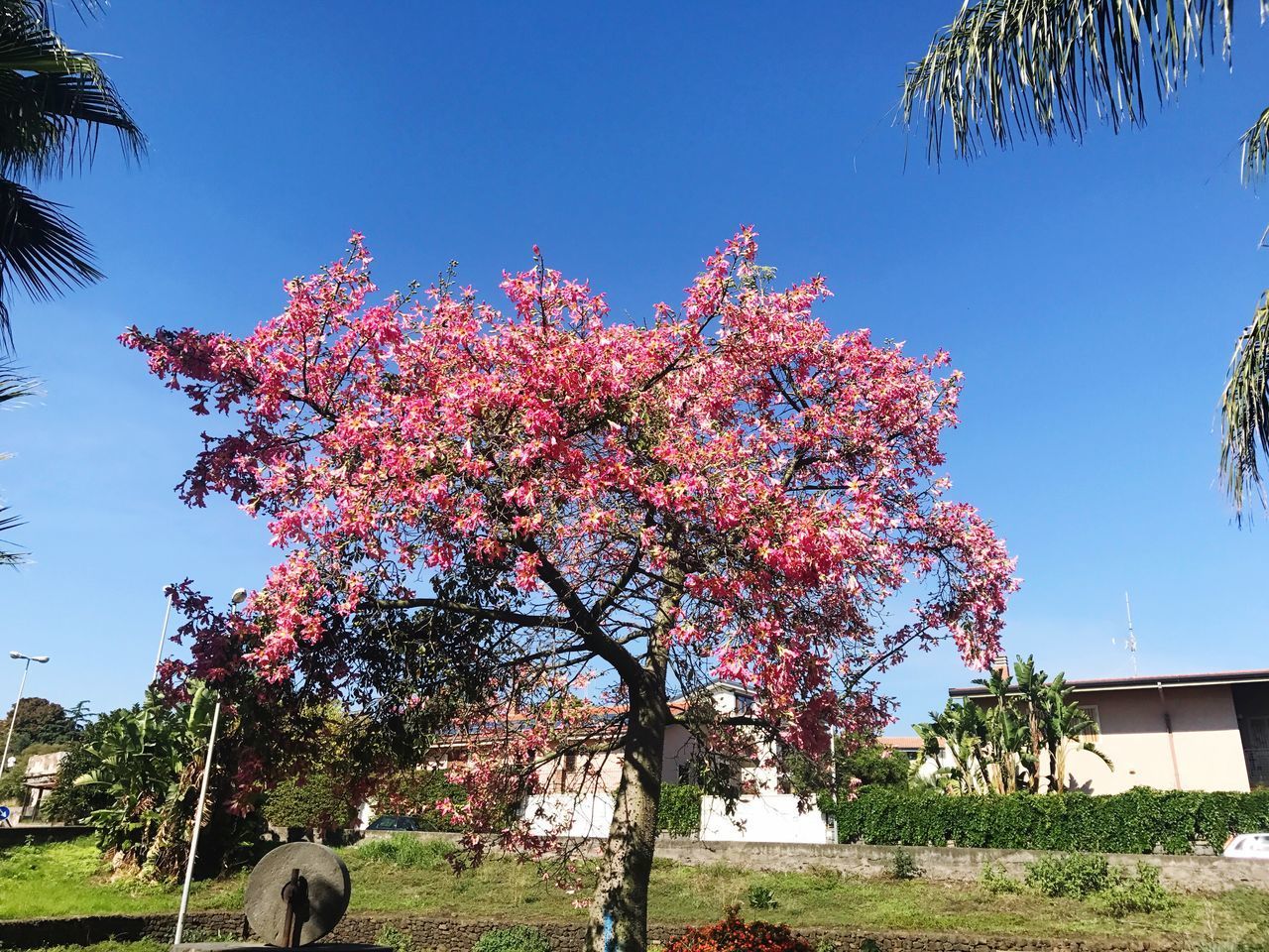 LOW ANGLE VIEW OF CHERRY BLOSSOMS AGAINST SKY