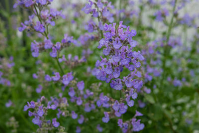 Close-up of purple flowering plants on field